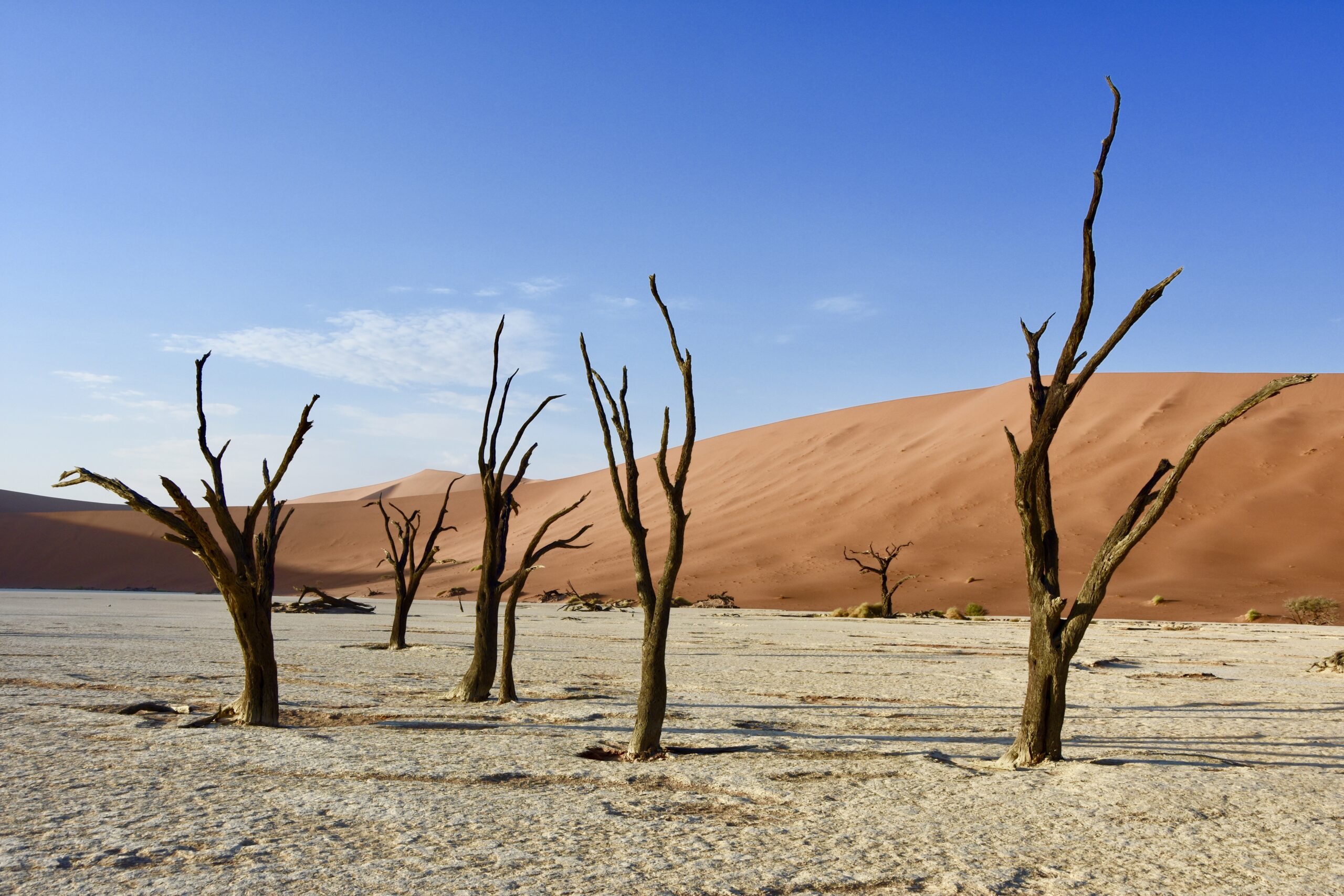 Hoe kale bomen tot leven komen